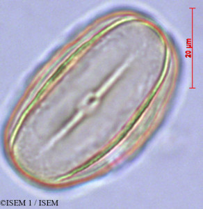 Heliotropium supinum - lame n° 28884